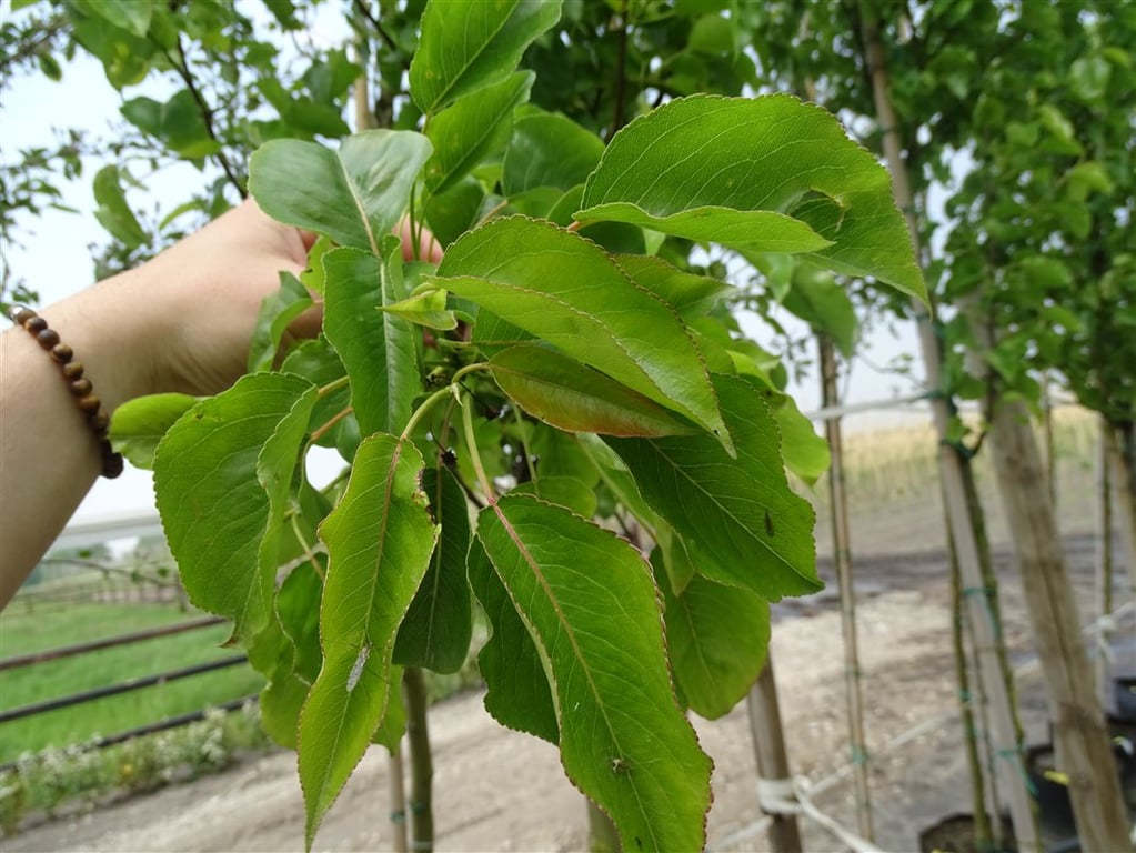 Pyrus calleryana ‘Chanticleer’