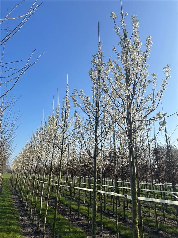 Pyrus calleryana ‘Chanticleer’