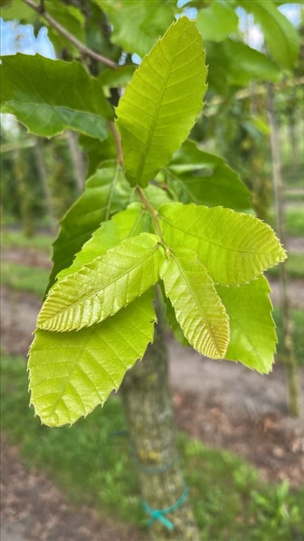 Quercus acutissima