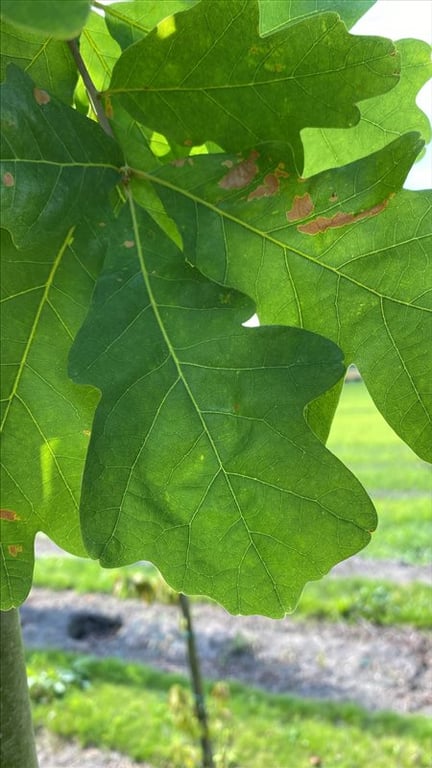 Quercus alba