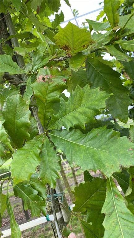 Quercus bicolor