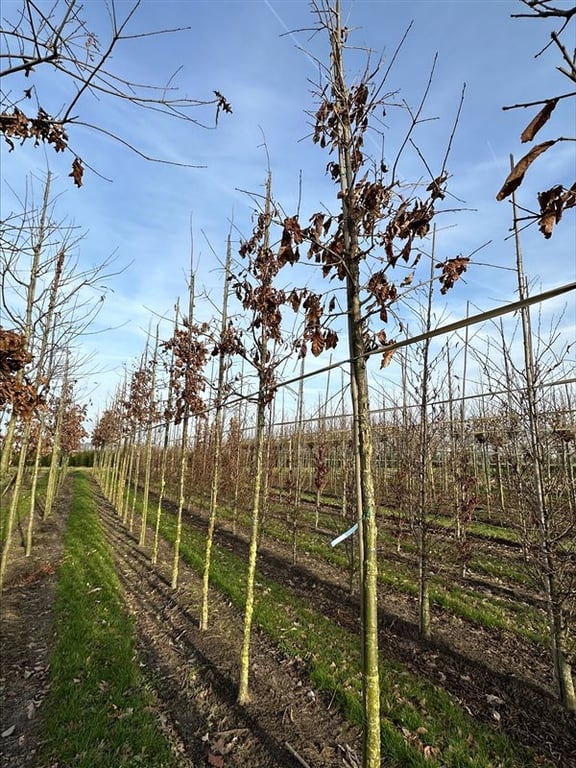 Quercus bicolor