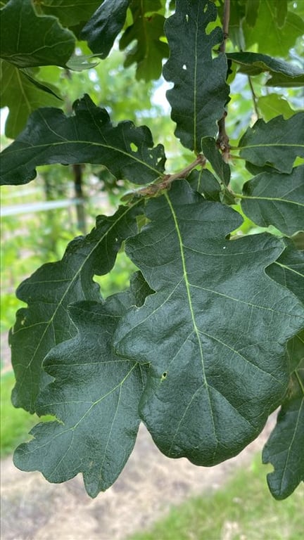 Quercus cerris