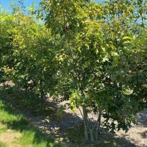 Quercus coccinea