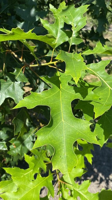 Quercus coccinea