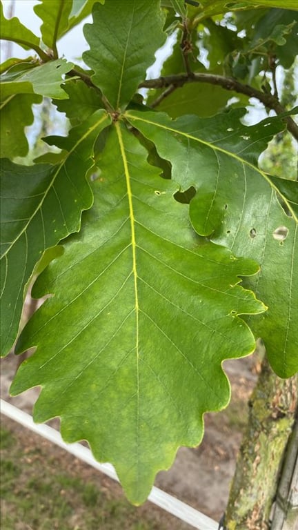 Quercus dentata