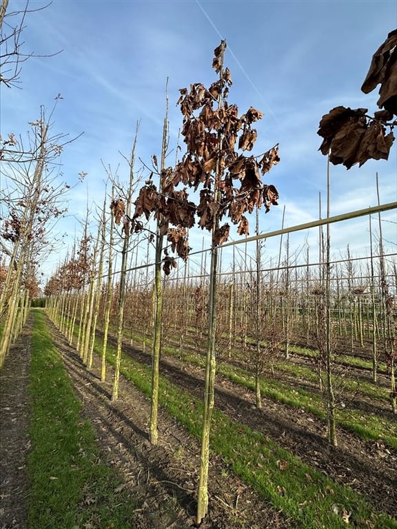 Quercus dentata