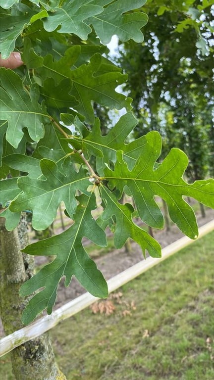 Quercus ‘Garden Brilliant’