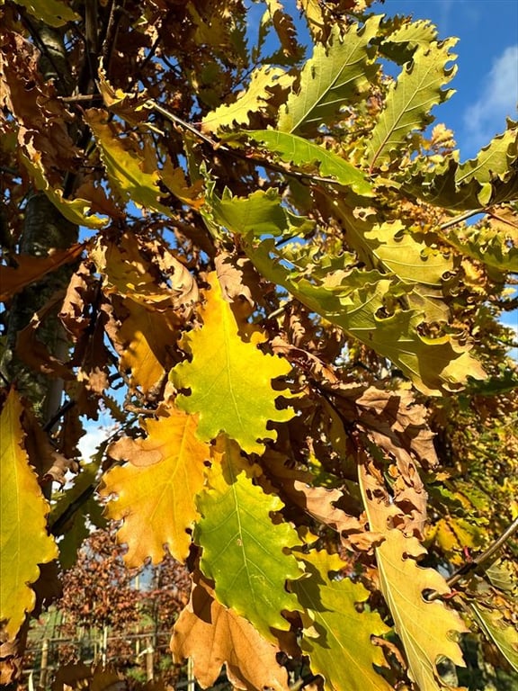 Quercus ‘Garden Brilliant’