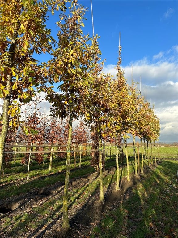 Quercus ‘Garden Brilliant’