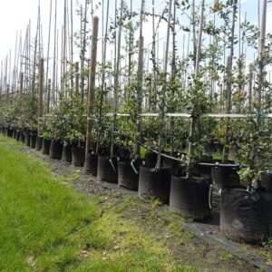 Quercus ilex