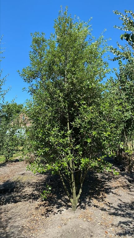 Quercus ilex