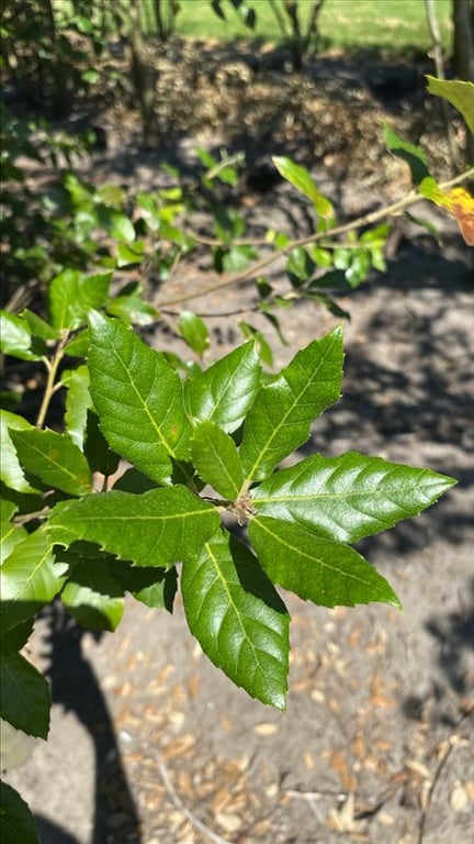 Quercus ilex