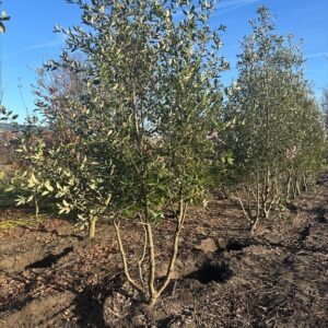 Quercus ilex