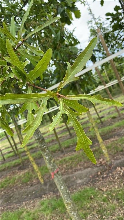 Quercus nigra