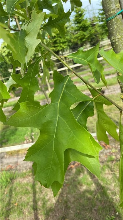 Quercus palustris