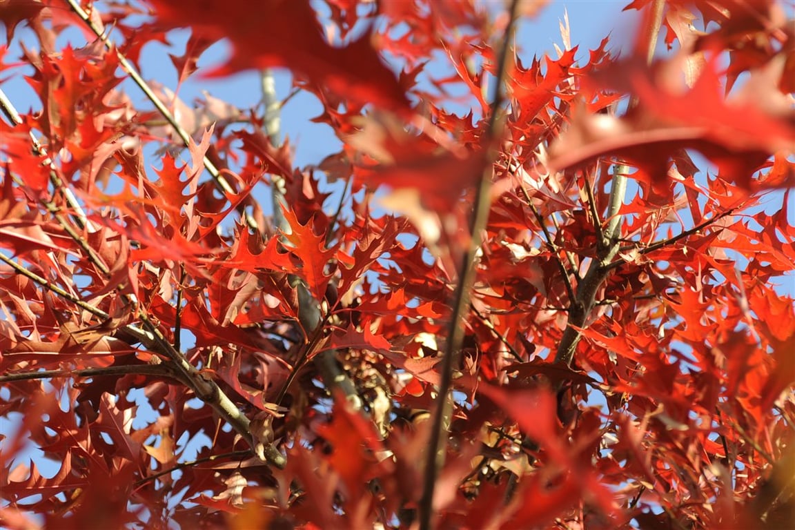 Quercus palustris