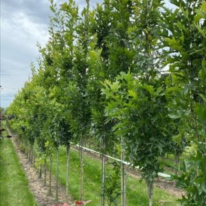 Quercus palustris ‘Green Pillar’