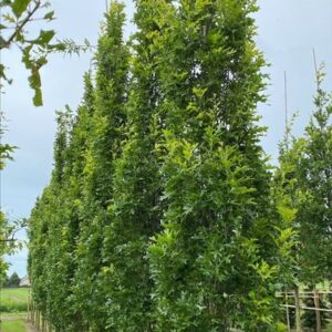 Quercus palustris ‘Green Pillar’