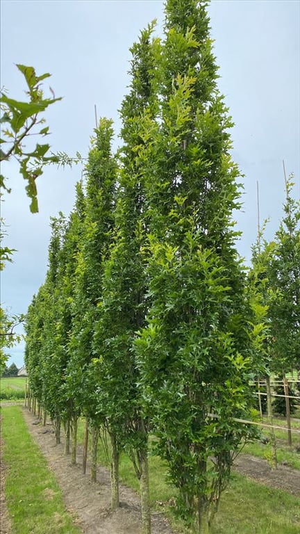 Quercus palustris ‘Green Pillar’