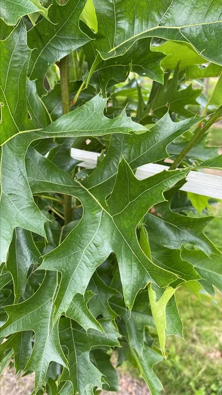 Quercus palustris ‘Green Pillar’