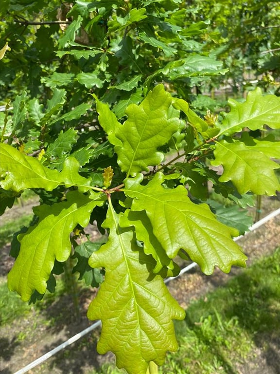 Quercus petraea