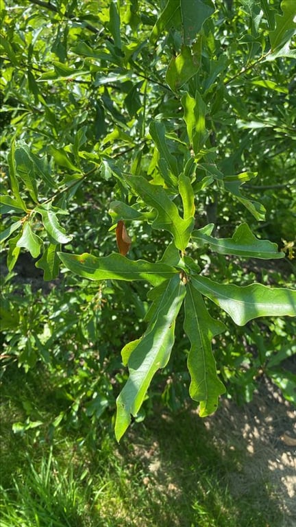 Quercus phellos