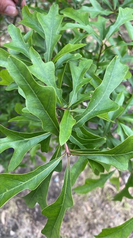 Quercus phellos