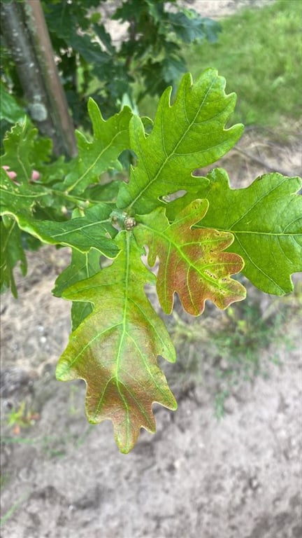 Quercus rob. ‘Fastigiate Koster’