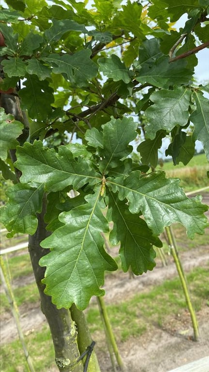 Quercus robur