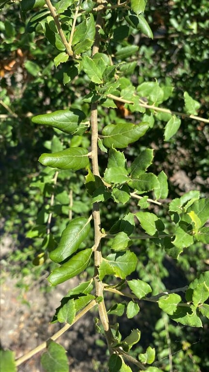 Quercus suber