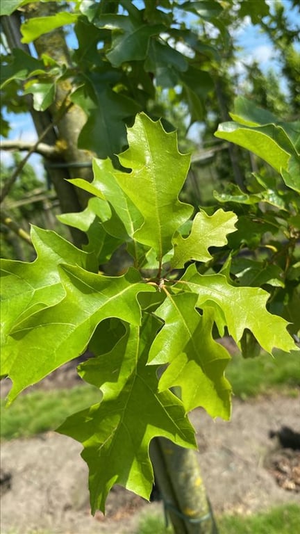 Quercus texana