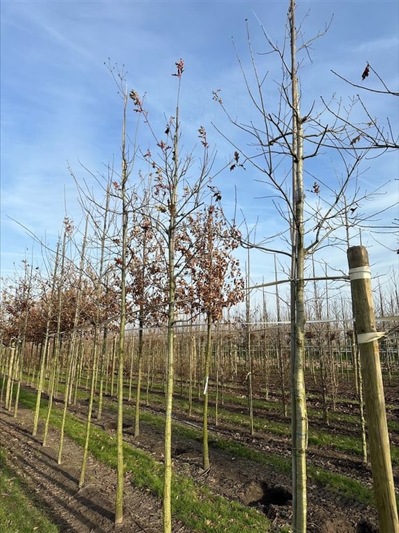 Quercus texana