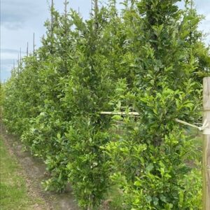 Quercus warei ‘Nadler’