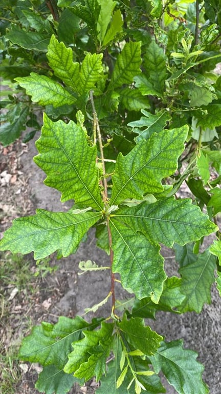 Quercus warei ‘Nadler’