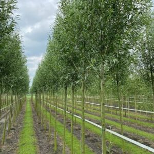 Salix alba ‘Belders’