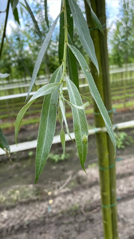 Salix alba ‘Belders’