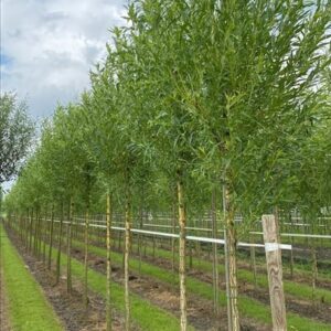 Salix alba ‘Chermesina’