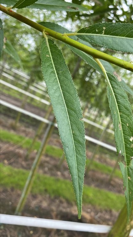 Salix alba ‘Chermesina’