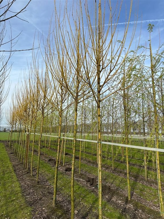 Salix alba ‘Chermesina’