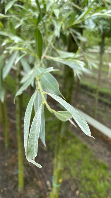 Salix alba ‘Sericea’