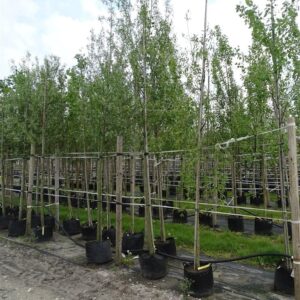 Salix babylonica