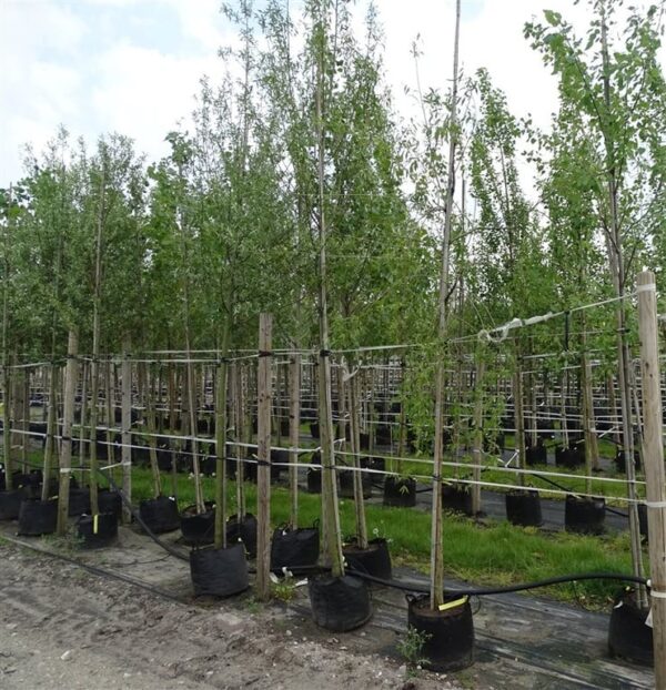 Salix babylonica