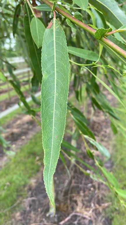 Salix babylonica