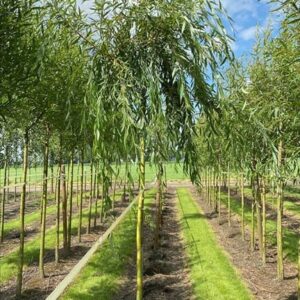 Salix sepulcralis ‘Chrysocoma’