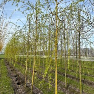 Salix sepulcralis ‘Chrysocoma’