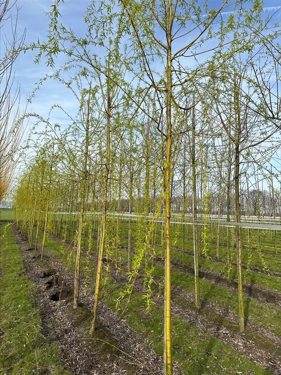 Salix sepulcralis ‘Chrysocoma’