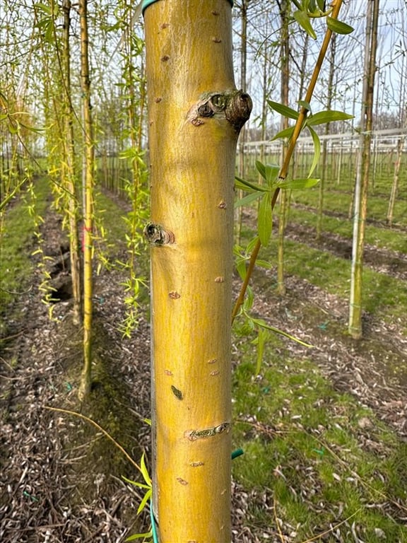 Salix sepulcralis ‘Chrysocoma’