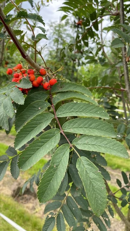 Sorbus auc. ‘Sheerwater Seedling’