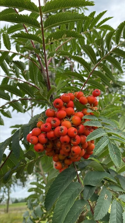 Sorbus auc. ‘Sheerwater Seedling’